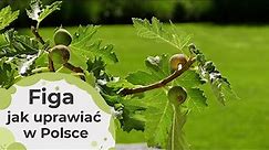 Figa - czy można uprawiać figę w Polsce? Jak to zrobić? Łatwa w uprawie!