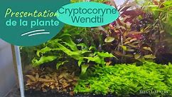 Cryptocoryne Wendtii - plante - aquarium eau douce