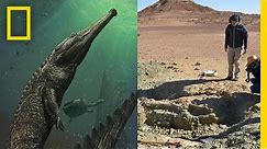 Giant Prehistoric Crocodile Discovered in Tunisia | National Geographic