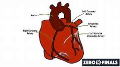 How does the heart work? Fundamentals for medical students.