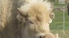 Rare White Bison Calf Born at Wyoming State Park
