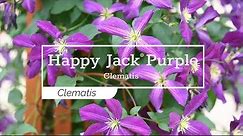 30 Seconds with Happy Jack® Purple Clematis