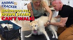 CRIPPLED DOG gets CHIRO... WALKS AGAIN! *MUST WATCH RESULTS* 🐾