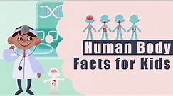 [Human Body Facts For Kids] Functions | Human Body System