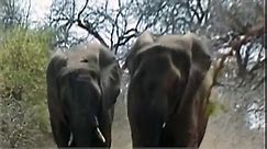 ELEPHANT MATING WITH RHINO