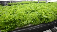 Is vertical farming the future of the industry?
