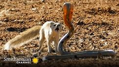 10 Craziest Animal Fights in the Animal Kingdom 🐍 Lions, Hippos, Cobras! | Smithsonian Channel