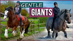 Gentle Giants | Award-Winning Film | Meet Amazing Draft Horses!