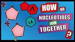 How Do Nucleotides Join Together? | A Level Biology | Phosphodiester Bonds | Condensation reactions