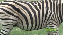 Act Wild for Grevy's Zebras