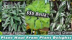 Plant Haul! Unboxing Plants from Plant Delights Nursery | Hardy Gingers | Special Hosta & Perennials