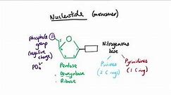AS Biology - Nucleotide structure (OCR A Chapter 3.8)