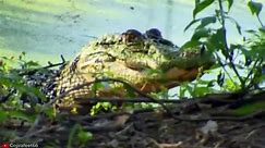 13 CRAZY Moments where Crocodiles, Alligators and Caimans Become Prey Pet Spot - video Dailymotion