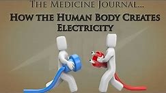 How the Human Body Creates Electricity