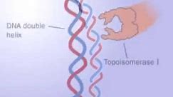 Topoisomerase 1 and 2