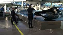 SeaWorld killer whale Tilikum dead