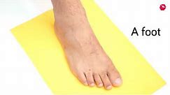How to measure your foot for ordering shoes online