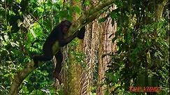 Amazing Bonobo Mating Like Human - video Dailymotion