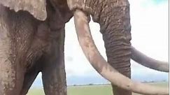 Very Big African Bush Elephant Walks Up-to a Safari Jeep #shorts #elephant