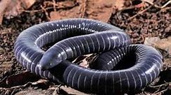 Cecilia 🐍🦎 Cobra Cega, Cobra de Duas Cabeças - (Blanus Cinereus)