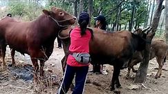 Real huge cow mating by woman