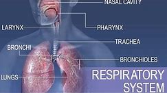 Anatomy and physiology of Respiratory system