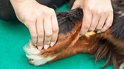 Everything You Need to Know About Dog Chiropractors