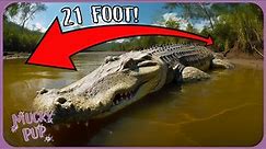 Finding The World's Largest Crocodiles 🐊 | Full Documentary
