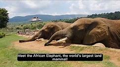 World's Largest Land Mammal: The African Elephant