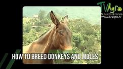 How to Breed DONKEYS and MULES