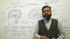 Anatomy of Brain Urdu /Hindi medium @prof.masoodfuzail| Structure of Brain | Parts of Brain 🧠