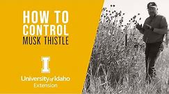 How to Control Weeds: Musk Thistle