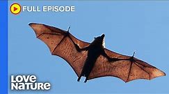 The World's Biggest Bat | Secrets of Wild Australia Ep104