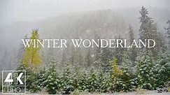 10 HOURS of Snow Falling on Forest Trees - 4K TV Screensaver with Ambient Music - Wintertime
