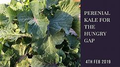 Growing Perennial Kale for The Hungry Gap