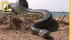 5 Grown Men Vs. 1 Big Snake | National Geographic