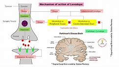 Parkinson's Disease | Mechanism of Action of Levodopa and Carbidopa | Parkinsonism | Levodopa