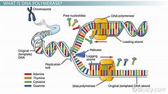 DNA Polymerase | Definition, Structure & Function
