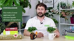 Coffea Arabica, tutti i segreti su cura e coltivazione » Vendita Piante Online