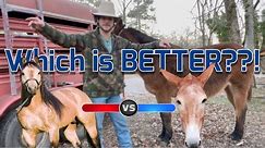 Horse vs. MULE! Which is better??? #mule #horses #mountains #outdoors #horsebackriding #arkansas