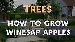 How to Grow Winesap Apples