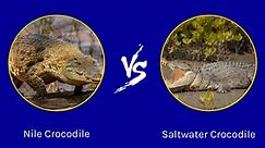 Epic Battles: The Largest Nile Crocodile Ever vs. a Saltwater Crocodile