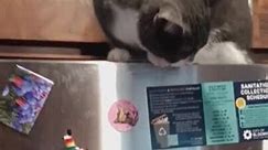 Cat Repeatedly Throws Fridge Magnet to the Ground