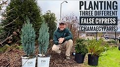 Conifer champs! Adding 3 Chamaecyparis varieties //false cypress (Pt. 1)