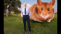 The biggest hamster in the world? Don't believe it's true? just watch