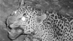 Endangered jaguar previously unknown to U.S. is caught on camera in Arizona