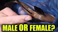 HOW TO TELL IF YOUR AQUARIUM FISH IS MALE OR FEMALE