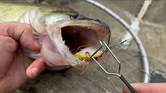 The easiest way to remove hooks from deep seated fish with minimal damage