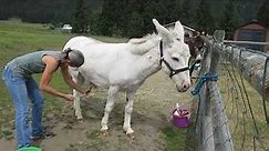 Herd Health - Donkey Grooming and Hoof Care