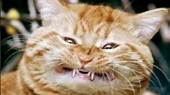 Funny Happy Monday memes 🤣🤣🤣- cat version @WordsWithSumandak